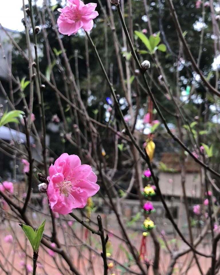 Cành đào còn nhiều nụ, vài bông đã nở hồng thắm, chụp ngoài sân những ngày giáp Tết
