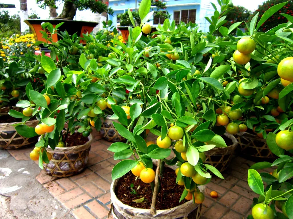Nhiều chậu quất trĩu quả vàng xanh bày bán ở chợ hoa xuân