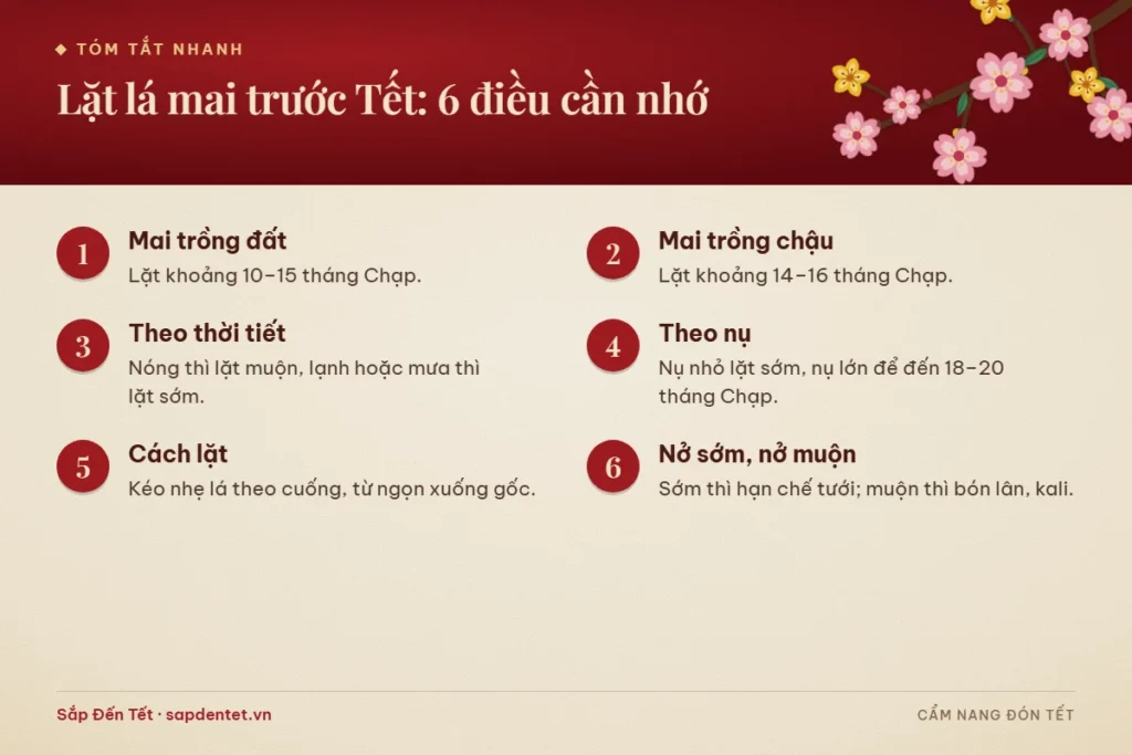 Tóm tắt 6 điều cần nhớ khi lặt lá mai trước Tết: ngày lặt cho mai trồng đất và mai chậu, điều chỉnh theo thời tiết và độ lớn của nụ, cách lặt và xử lý khi mai nở sớm hay muộn